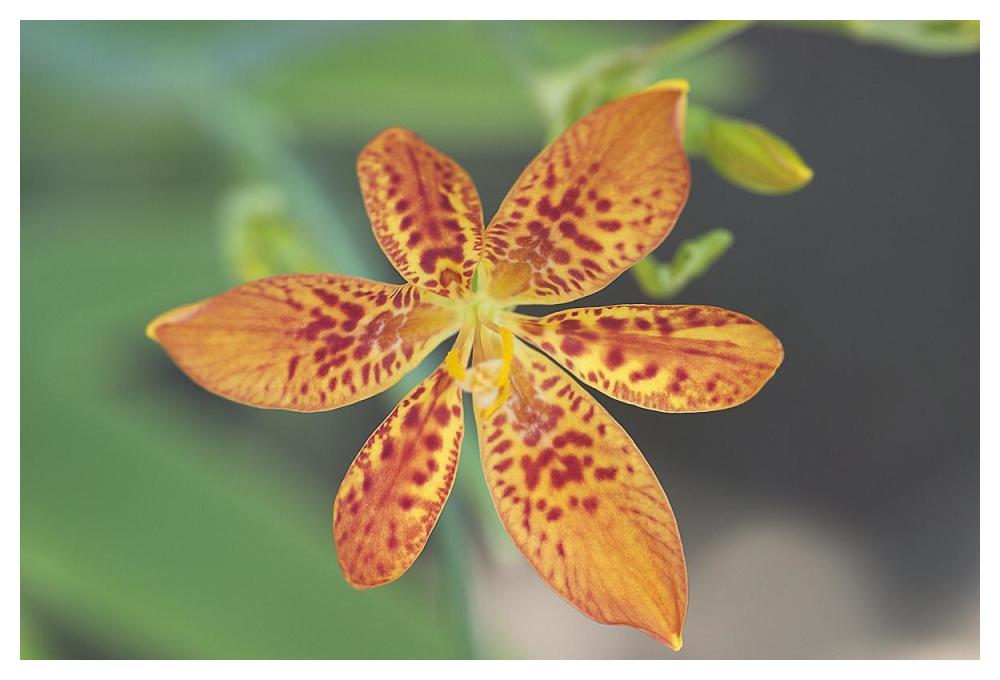 Blackberry Lily flower-Paper Art-50"x34"