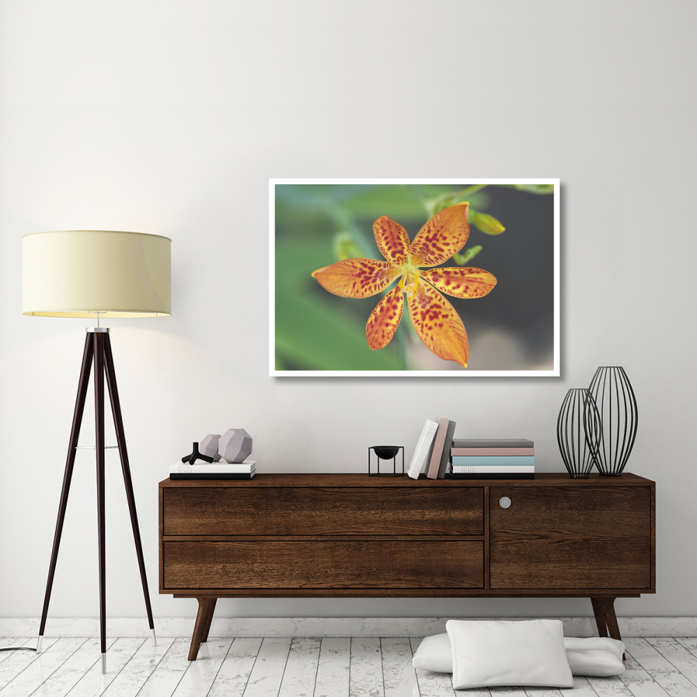 Blackberry Lily flower-Paper Art-50&quotx34"