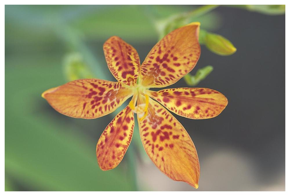Blackberry Lily flower-Paper Art-62"x42"