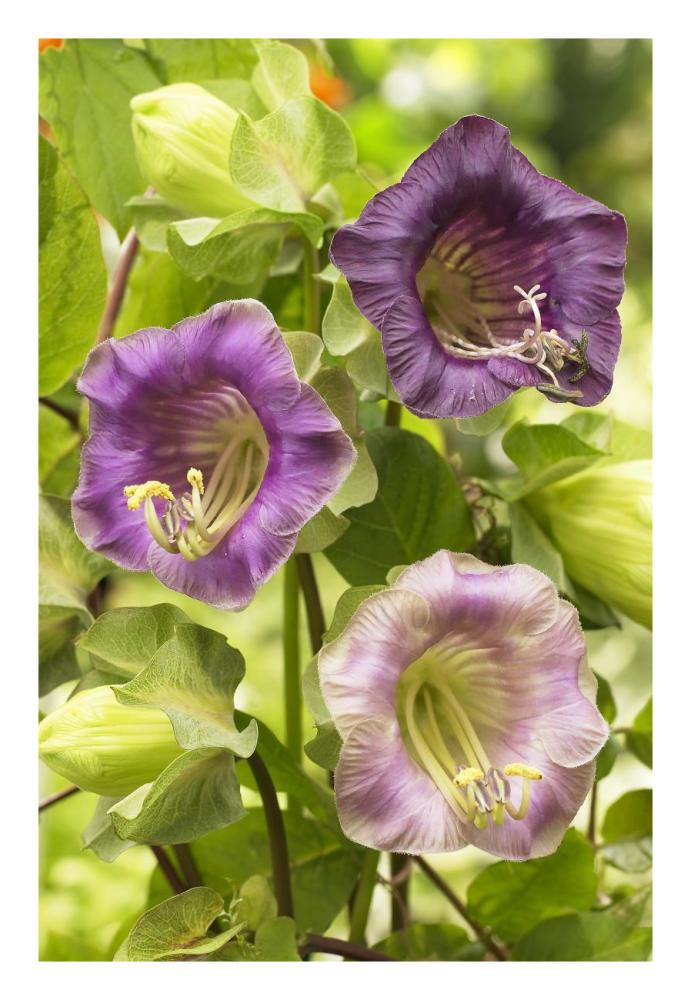 Cup-and-saucer Vine flowers-Paper Art-18"x26"
