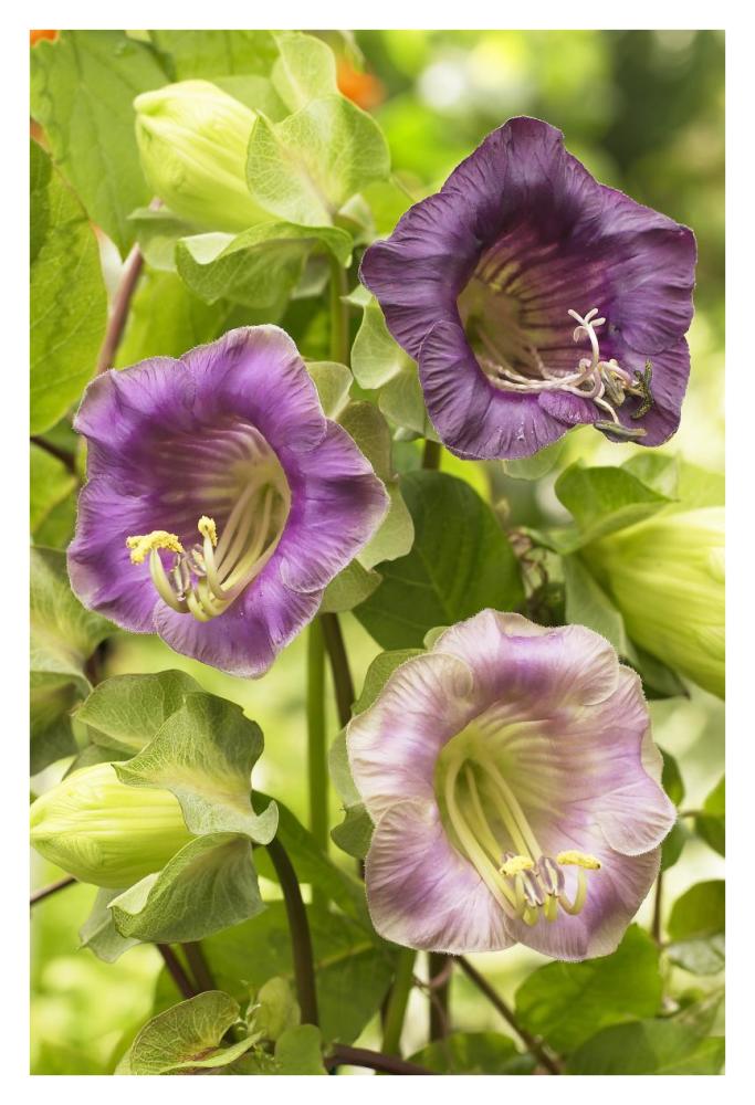 Cup-and-saucer Vine flowers-Paper Art-26"x38"