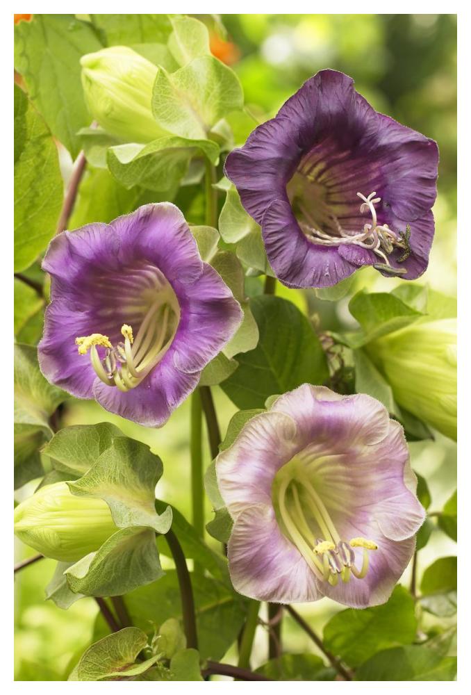 Cup-and-saucer Vine flowers-Paper Art-34"x50"