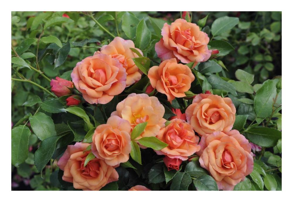 Rose aprikola variety flowers-Paper Art-26"x18"