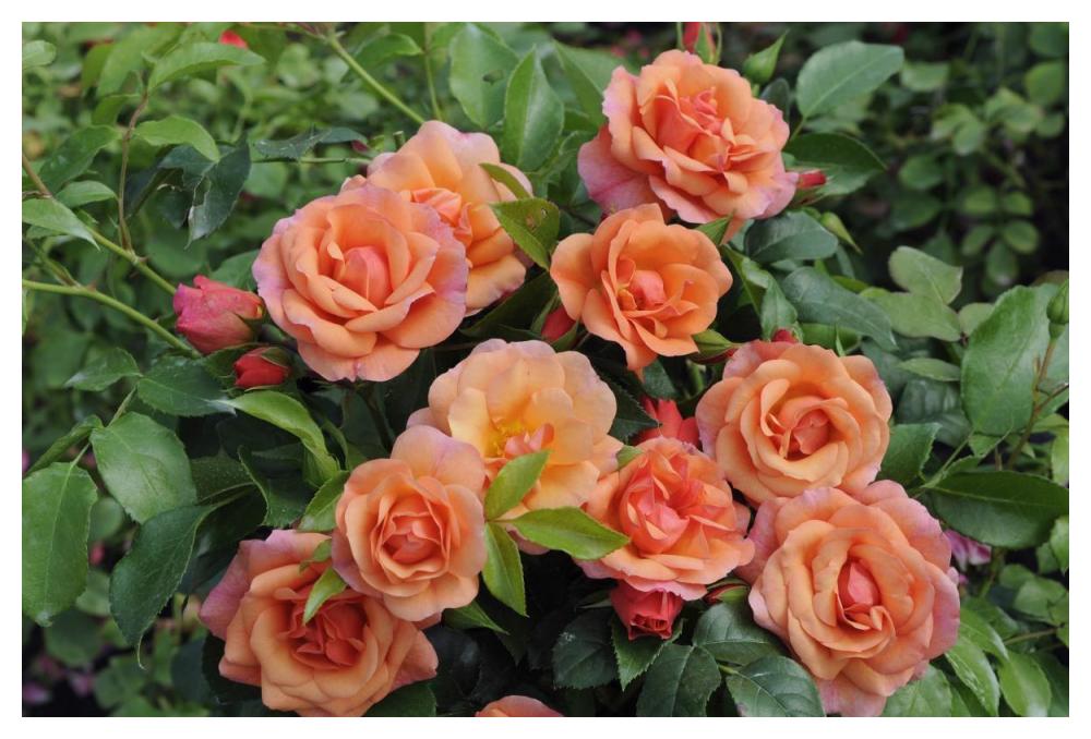 Rose aprikola variety flowers-Paper Art-50"x34"