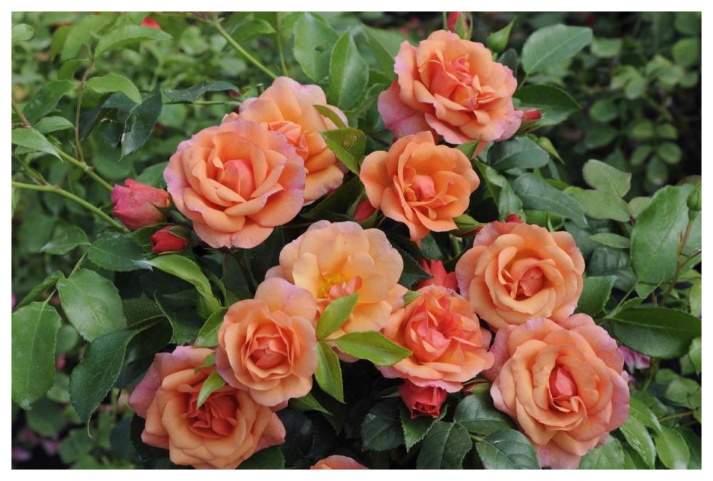Rose aprikola variety flowers-Paper Art-62"x42"