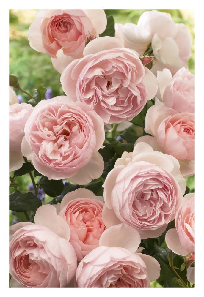 Rose heritage variety flowers-Paper Art-22"x32"