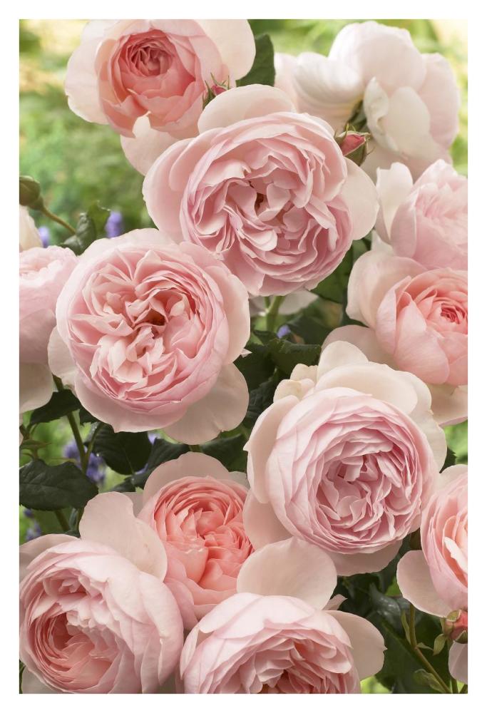 Rose heritage variety flowers-Paper Art-26"x38"