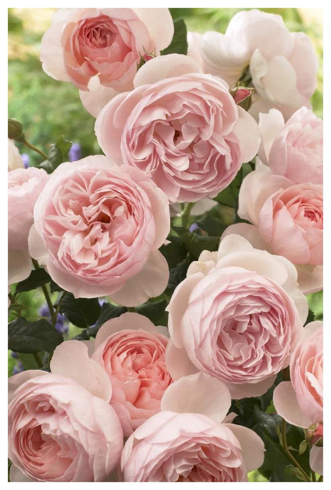 Rose heritage variety flowers-Paper Art-42"x62"