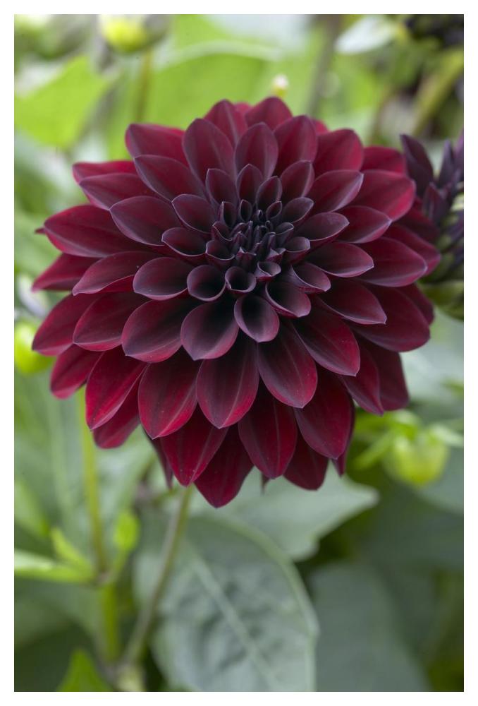 Dahlia ronaldo variety flower-Paper Art-34"x50"