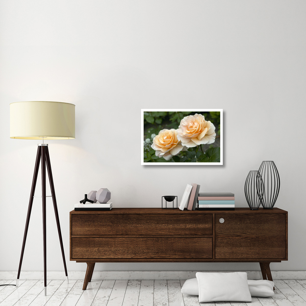 Rose just joey variety flowers-Paper Art-32&quotx22"