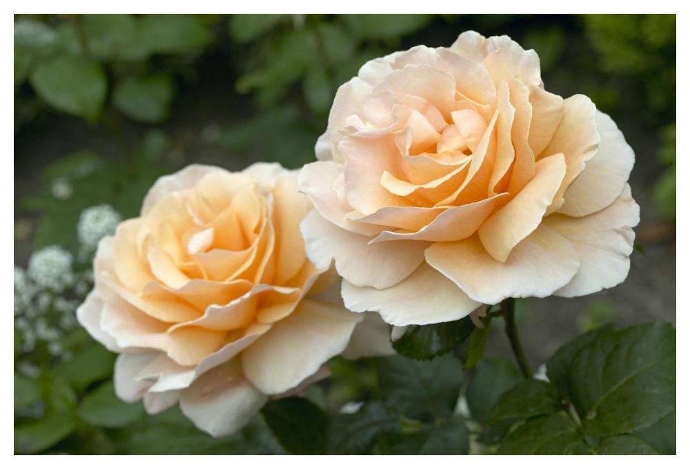 Rose just joey variety flowers-Paper Art-50"x34"