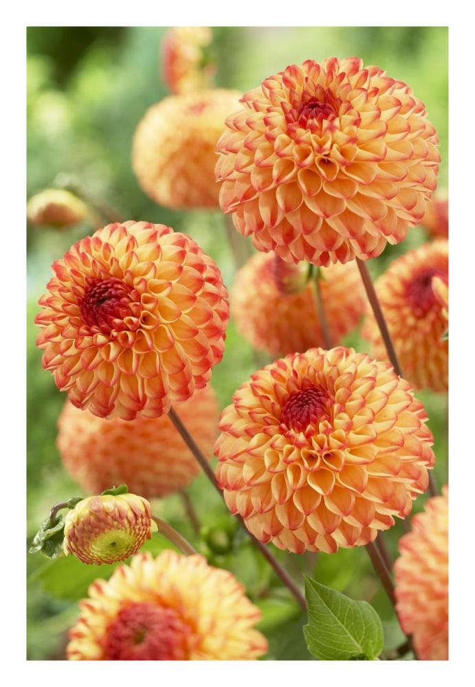 Dahlia mirella variety flowers-Paper Art-18"x26"