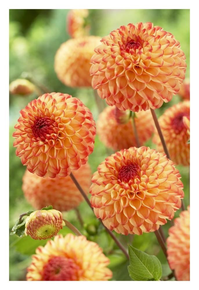 Dahlia mirella variety flowers-Paper Art-22"x32"