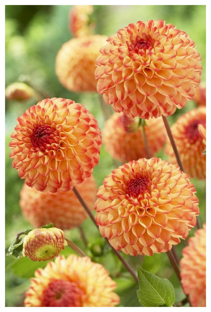 Dahlia mirella variety flowers-Paper Art-42"x62"