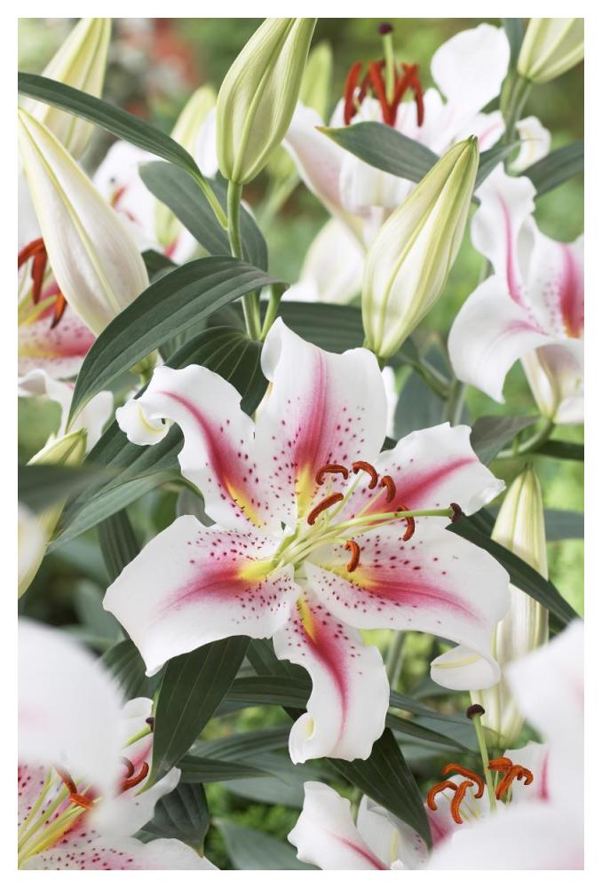Lily rosy dawn variety flowers-Paper Art-34"x50"