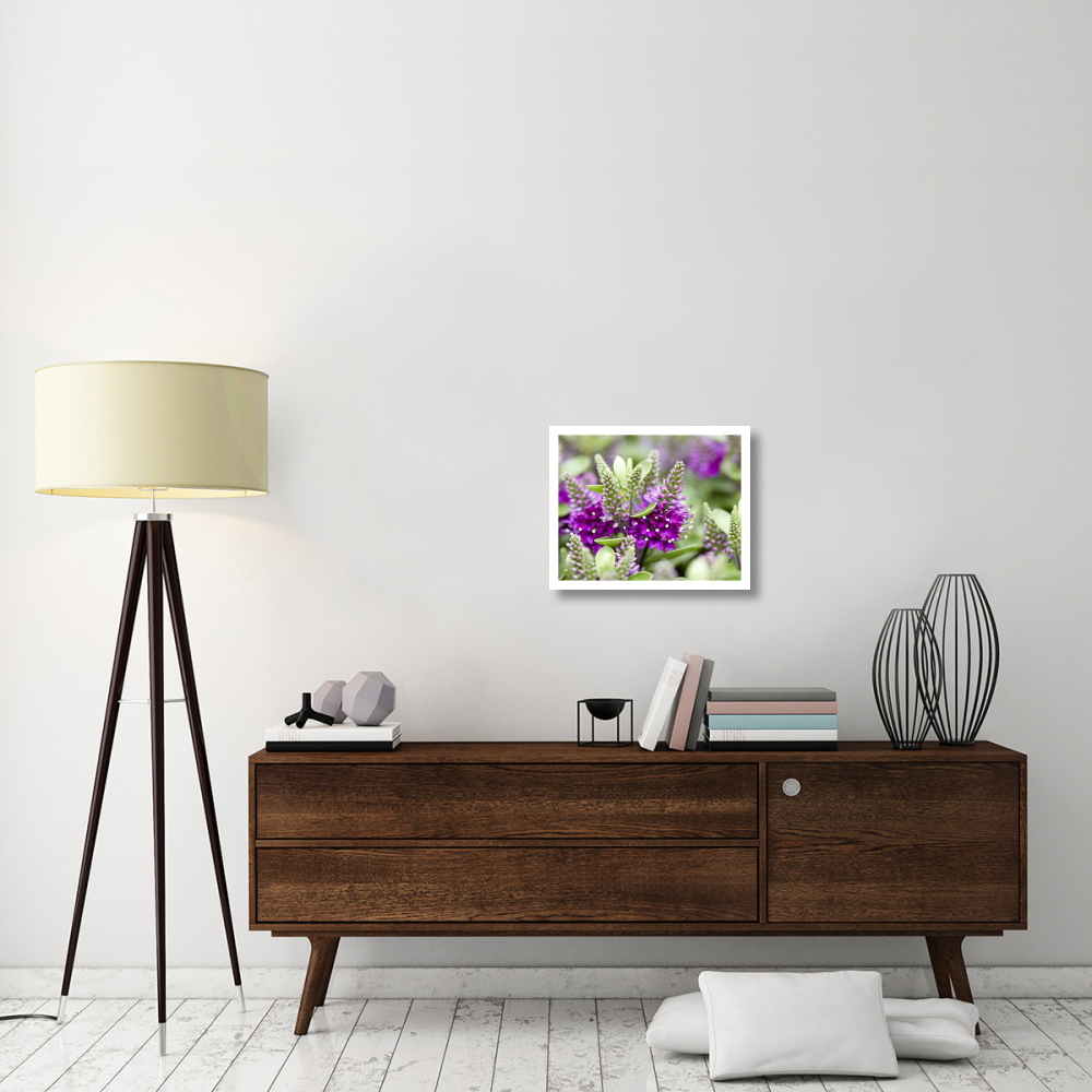 Hebe dona diana variety flowers-Paper Art-22&quotx18"