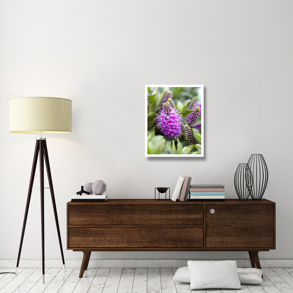 Hebe dona diana variety flowers-Paper Art-24&quotx30"