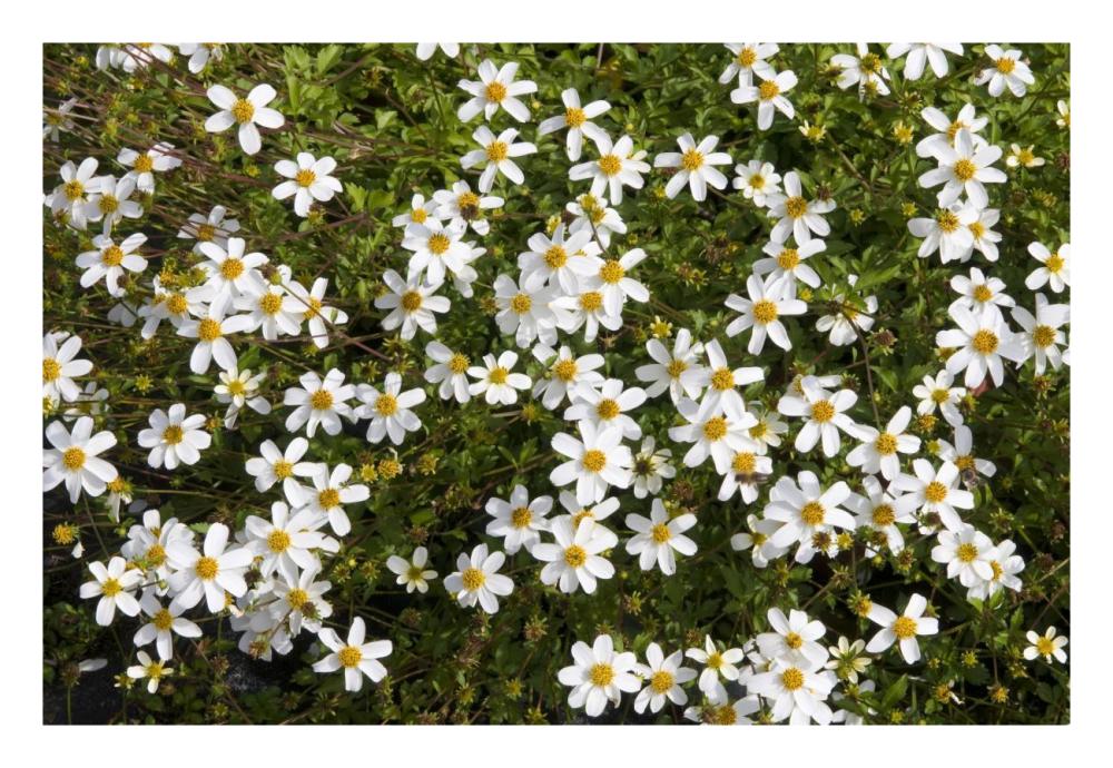 Beggartick alba variety flowers-Paper Art-26"x18"