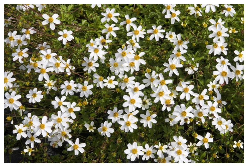 Beggartick alba variety flowers-Paper Art-62"x42"