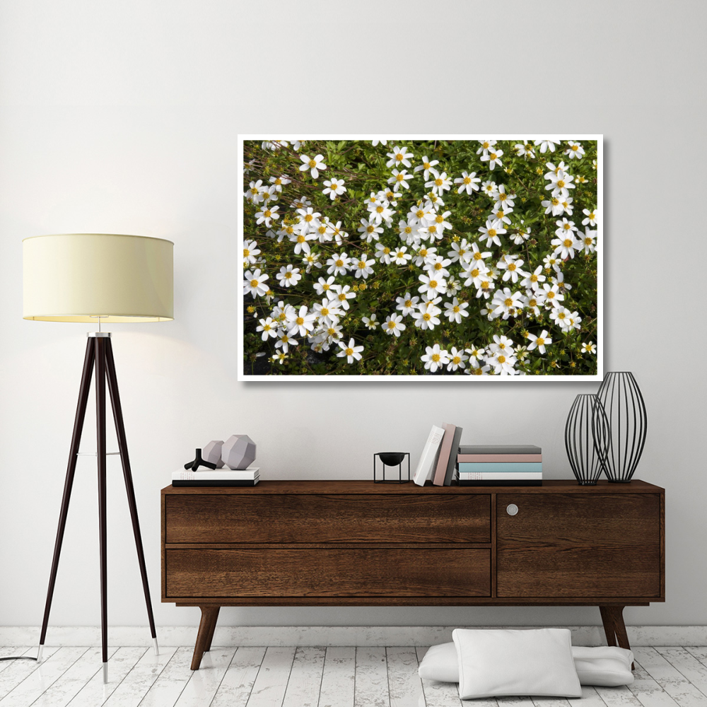 Beggartick alba variety flowers-Paper Art-62&quotx42"