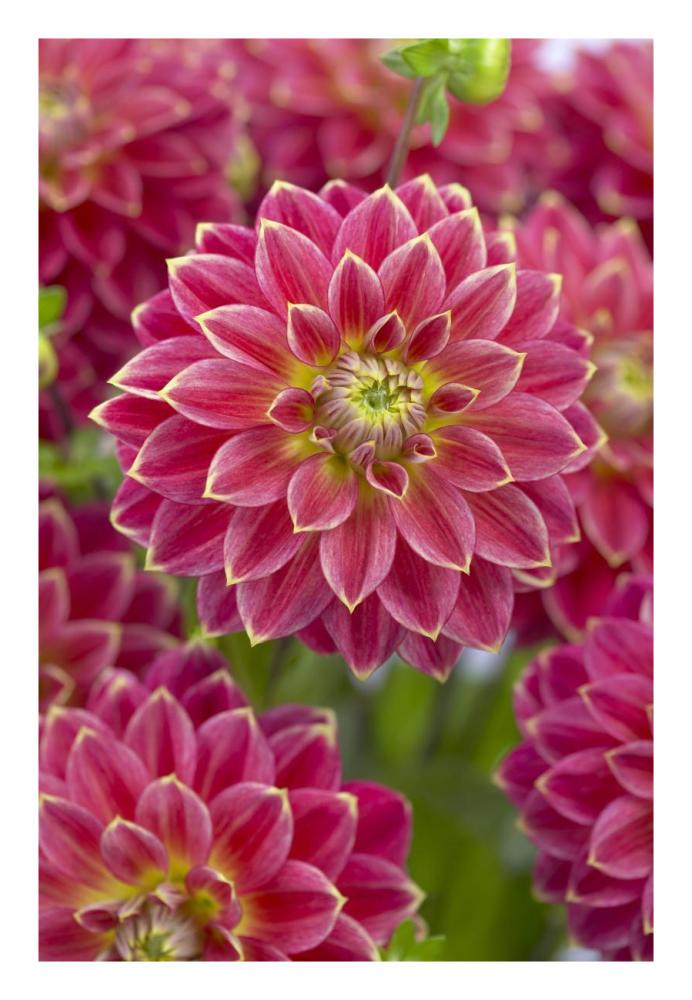 Dahlia optimist variety flowers-Paper Art-18"x26"