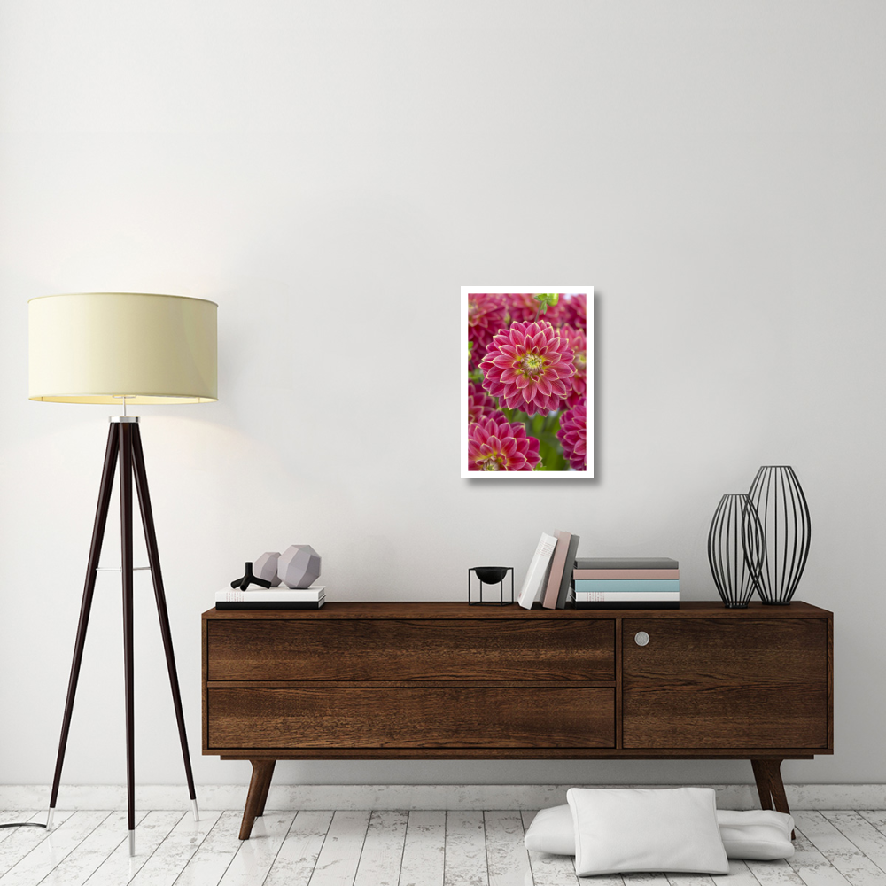 Dahlia optimist variety flowers-Paper Art-18&quotx26"
