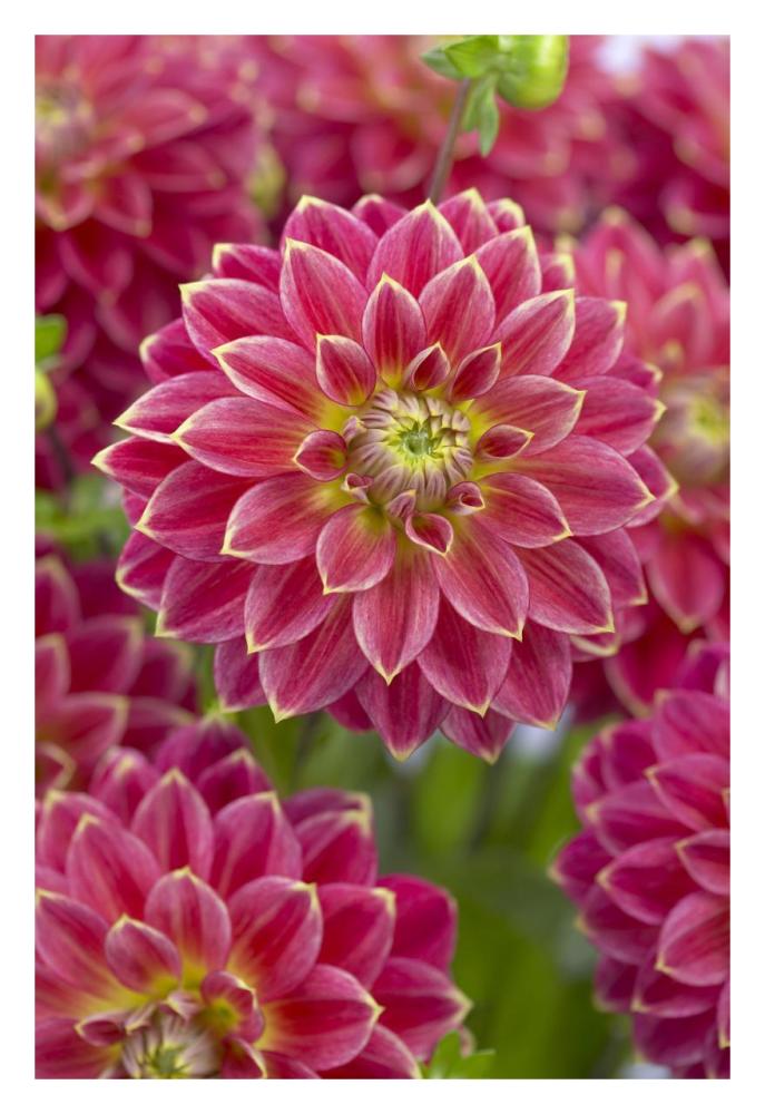 Dahlia optimist variety flowers-Paper Art-22"x32"