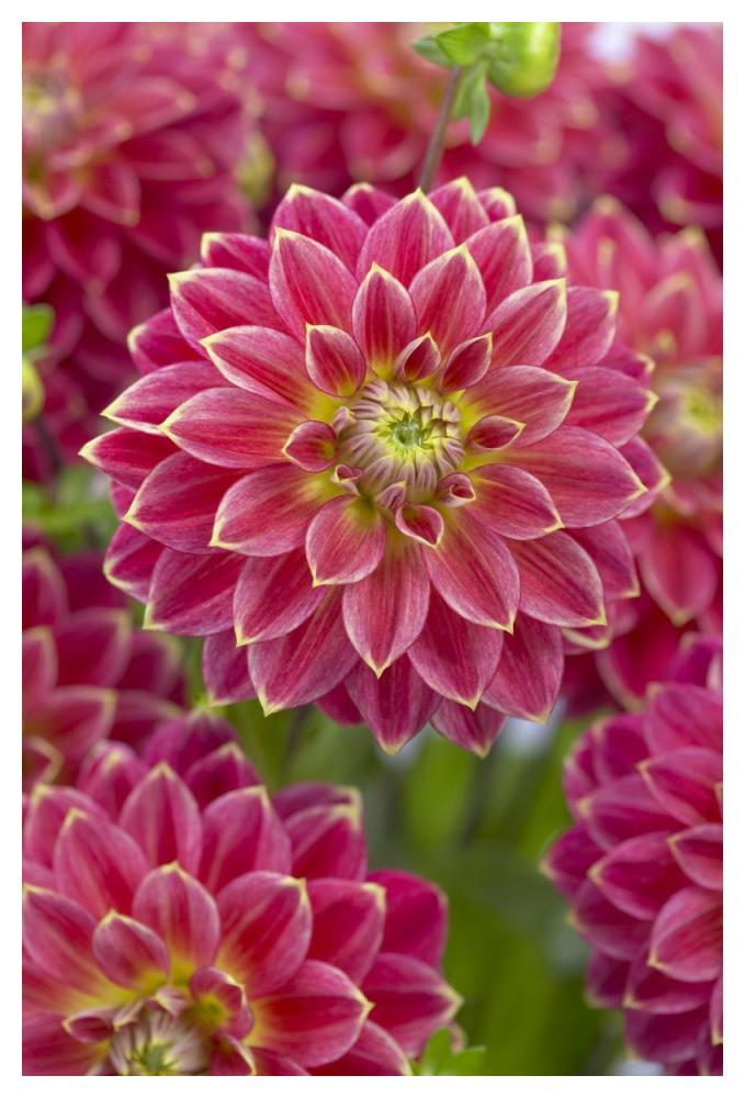 Dahlia optimist variety flowers-Paper Art-34"x50"