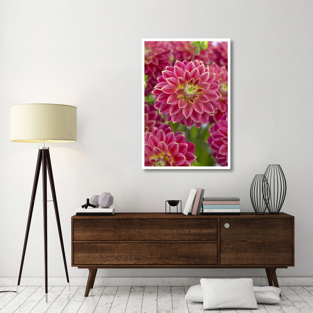 Dahlia optimist variety flowers-Paper Art-34&quotx50"