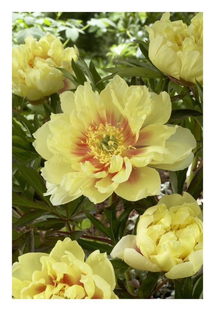 Peony bartzella variety flowers-Paper Art-18"x26"