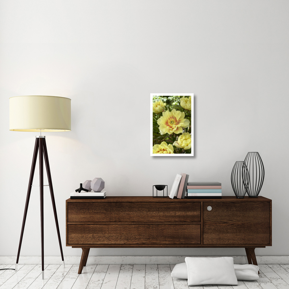 Peony bartzella variety flowers-Paper Art-18&quotx26"