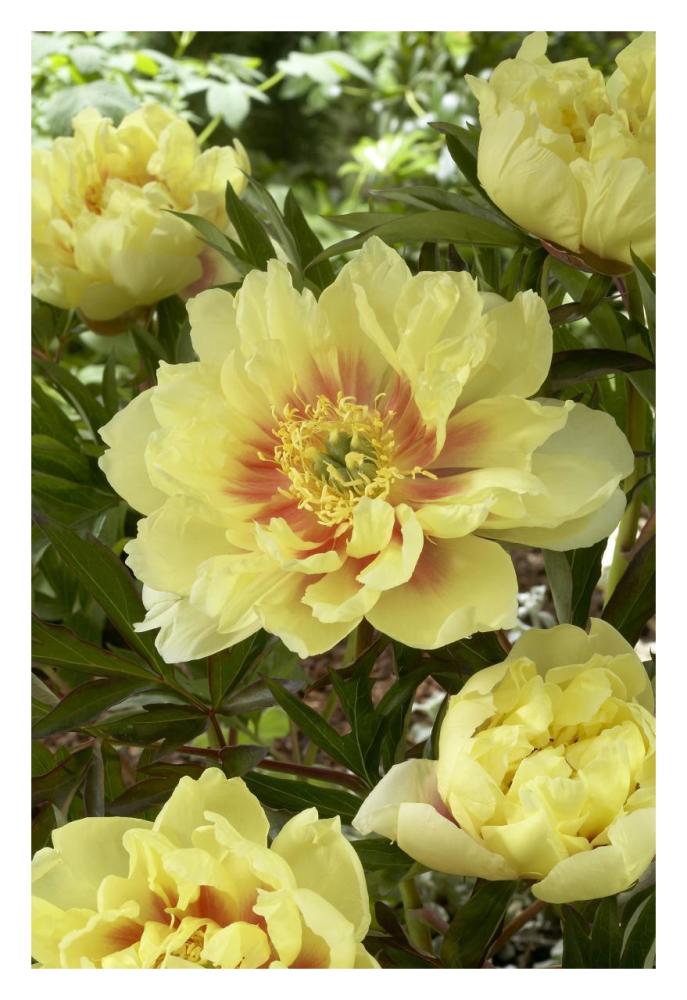 Peony bartzella variety flowers-Paper Art-22"x32"