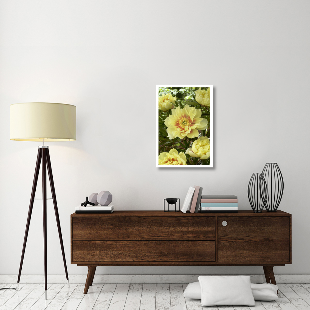 Peony bartzella variety flowers-Paper Art-22&quotx32"