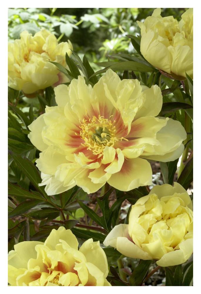 Peony bartzella variety flowers-Paper Art-26"x38"