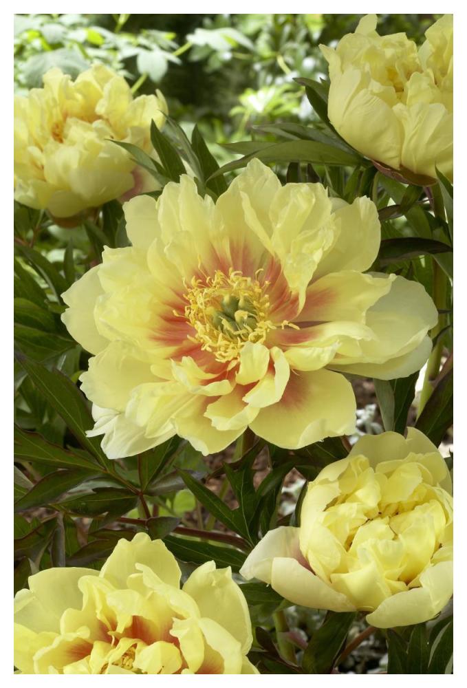 Peony bartzella variety flowers-Paper Art-34"x50"