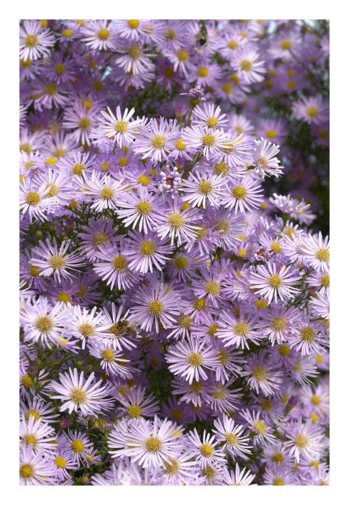 Aster pink star variety flowers-Paper Art-18"x26"