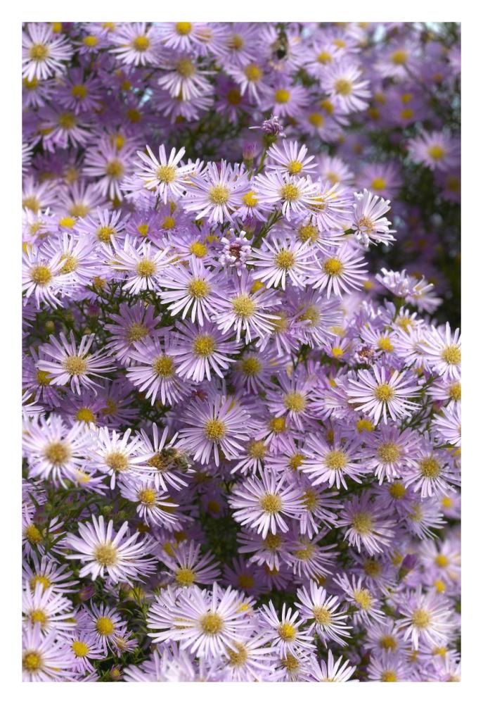 Aster pink star variety flowers-Paper Art-22"x32"