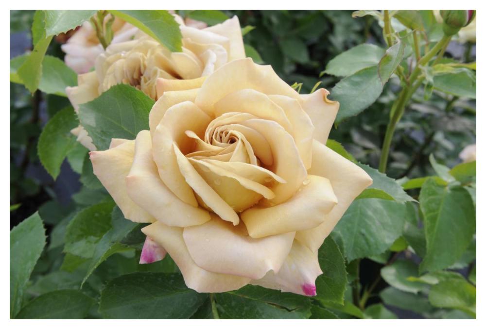 Rose honey dijon variety flowers-Paper Art-50"x34"