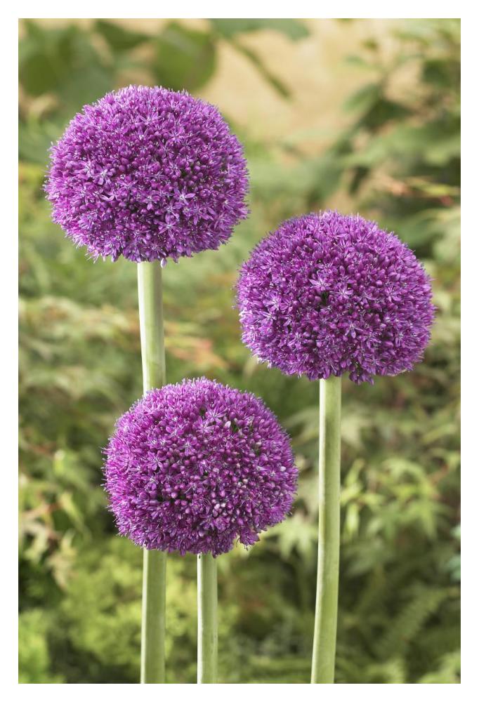 Onion ambassador variety flowers-Paper Art-14"x20"