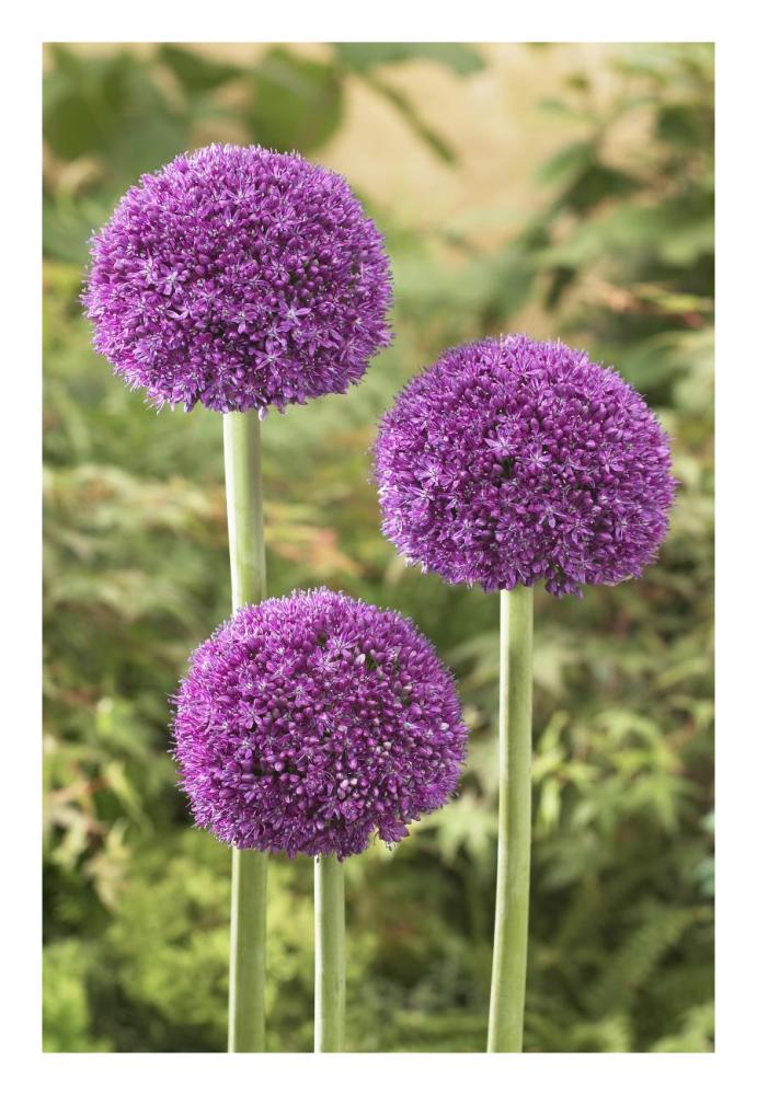 Onion ambassador variety flowers-Paper Art-18"x26"