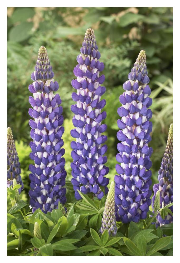 Lupine sea horse variety flowers-Paper Art-26"x38"