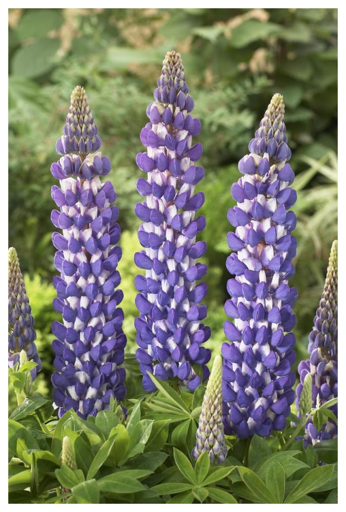 Lupine sea horse variety flowers-Paper Art-42"x62"