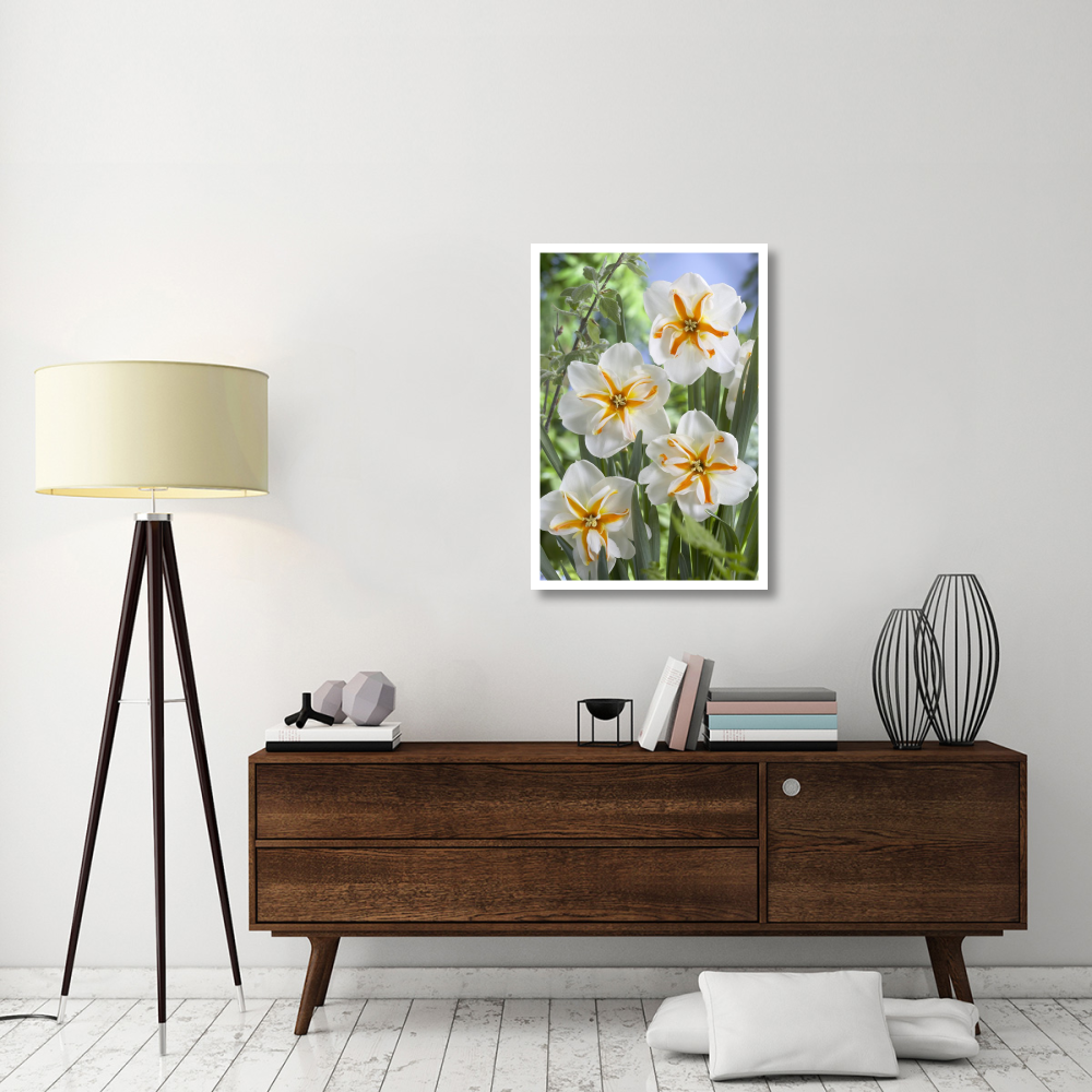 Daffodil trepolo variety flowers-Paper Art-26&quotx38"