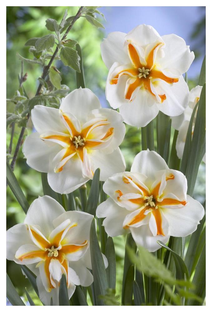 Daffodil trepolo variety flowers-Paper Art-34"x50"