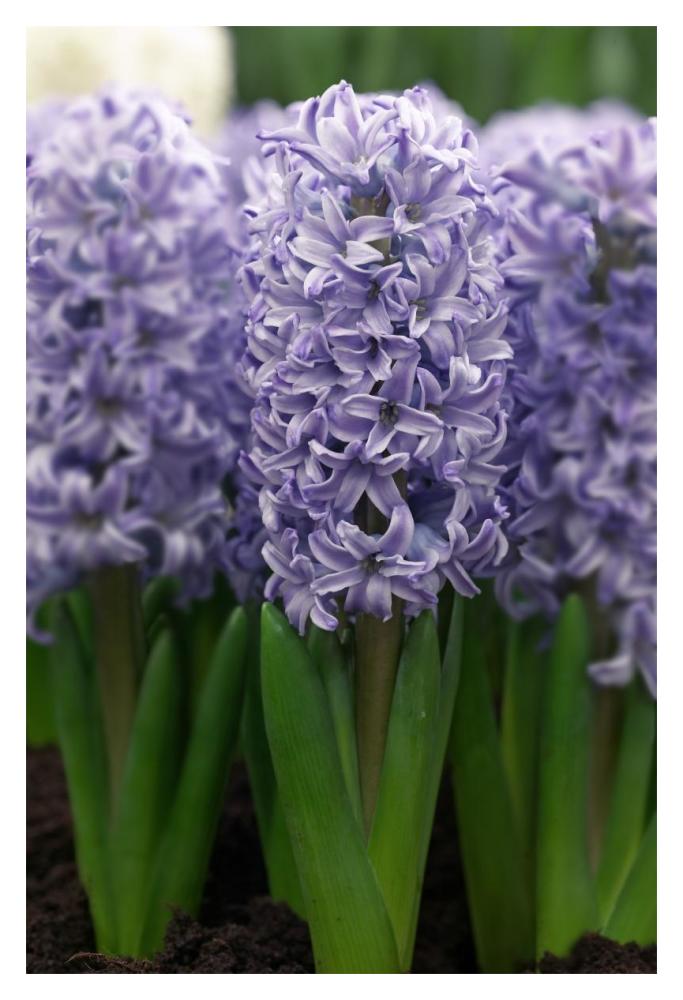 Hyacinth skyline variety flowers-Paper Art-14"x20"