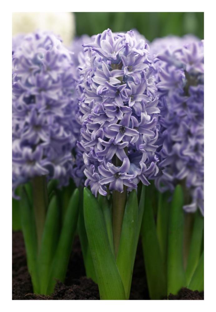 Hyacinth skyline variety flowers-Paper Art-18"x26"