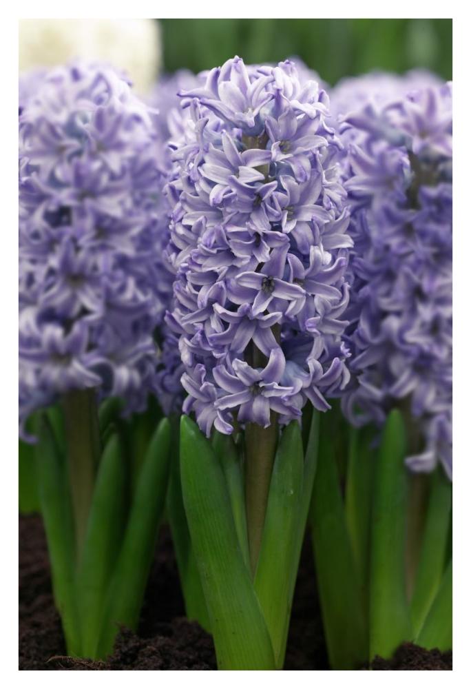 Hyacinth skyline variety flowers-Paper Art-26"x38"
