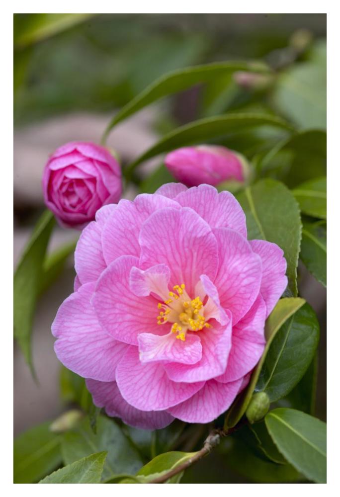 Camellia donation variety flower-Paper Art-26"x38"