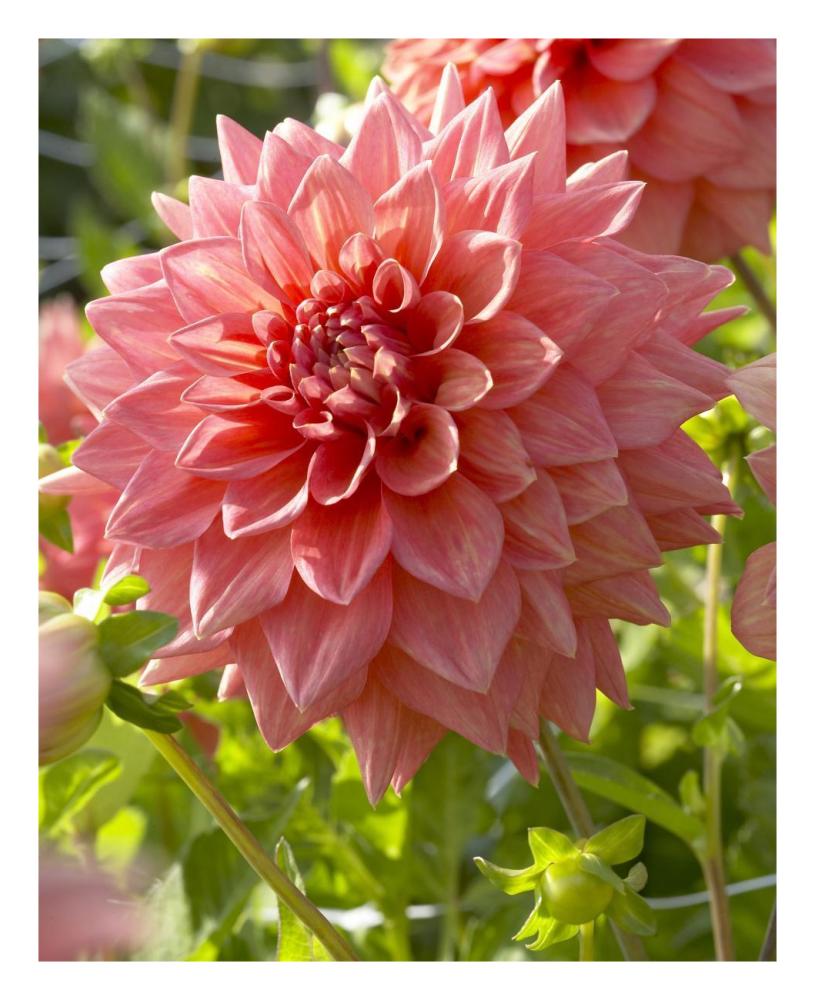 Dahlia beverly fly variety flower-Paper Art-22"x26"