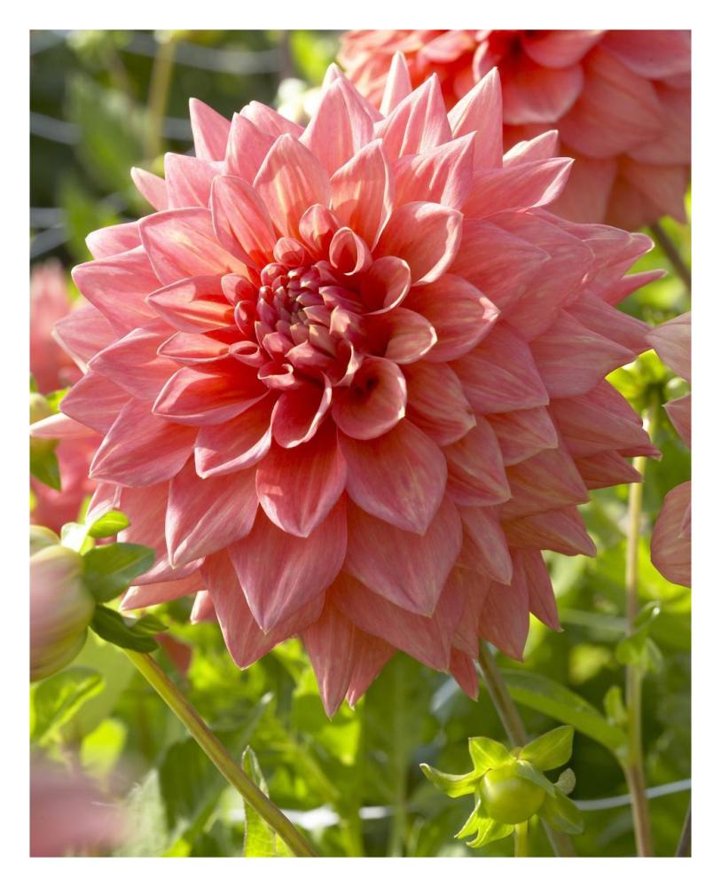 Dahlia beverly fly variety flower-Paper Art-24"x30"